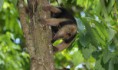 /album/photo-gallery-wildlife1/southern-tamandua-tamandua-tetradactyla-cristalino-jpg/
